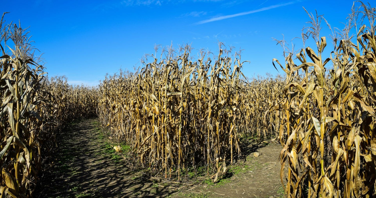 Corn Maze